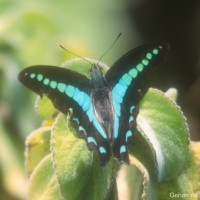 Graphium sarpedon Linnaeus, 1758